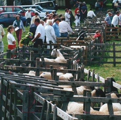 agrisheep.JPG (55202 bytes)